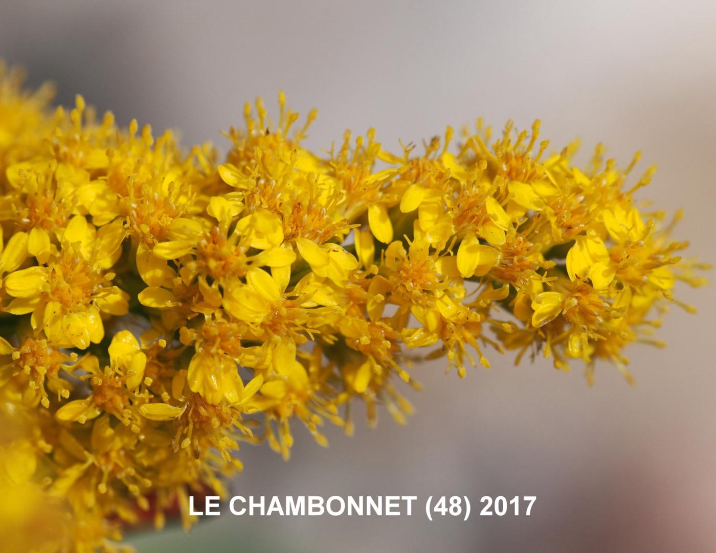 Golden Rod, Giant flower